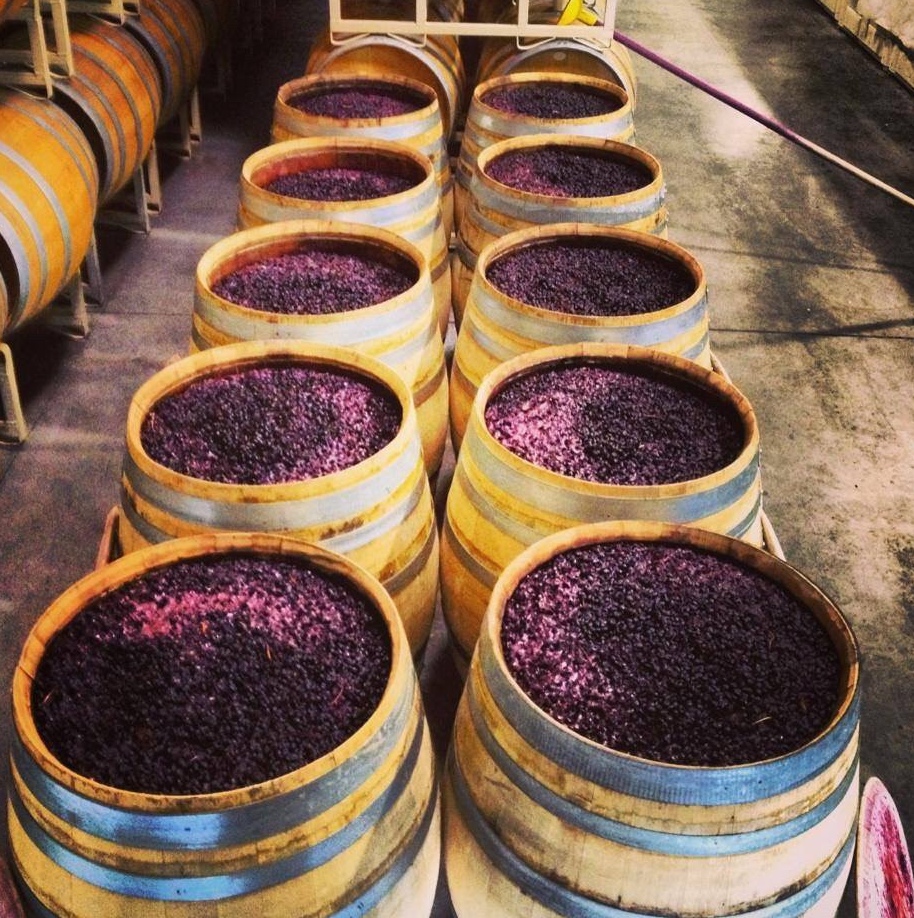 Виноматериалы наливом. Ферментация вина. Брожение вина. Брожение винограда. Брожение мезги.